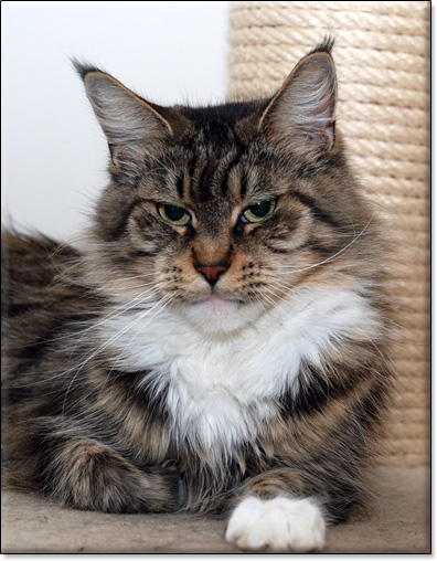 Dreamy of Villa Park*PL - zdjcie kota Maine Coon