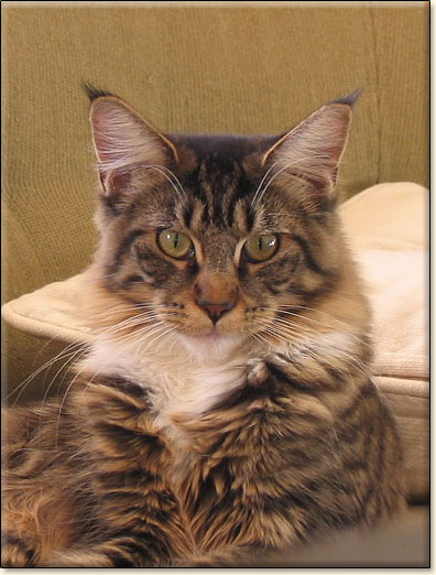 hodowla kotw rasy Maine Coon Villa Park*PL