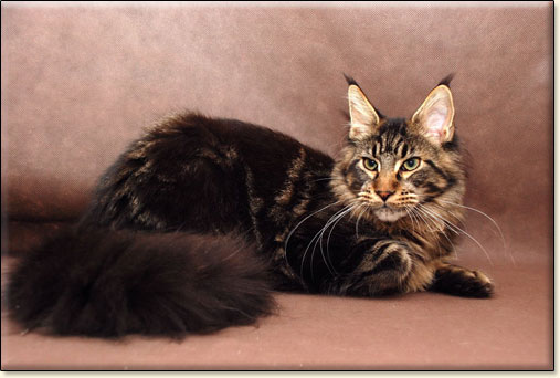 hodowla kotw maine coon Villa Park*PL