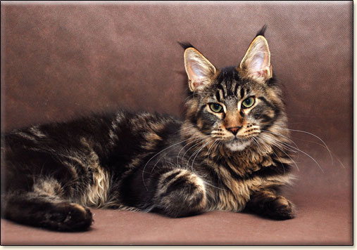hodowla kotw rasy Maine Coon Villa Park*PL