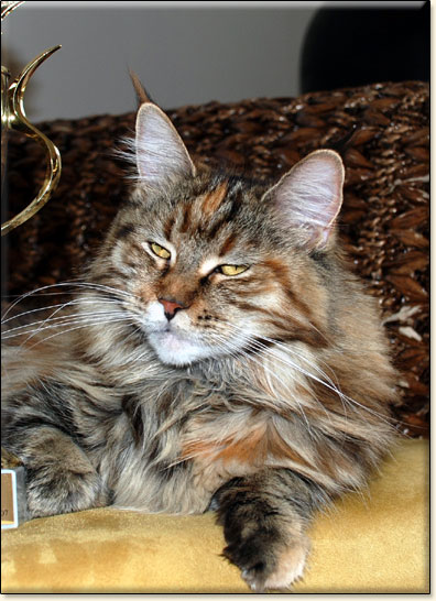 CH Goldie Rose Villa Park*PL - zdjcie kota Maine Coon