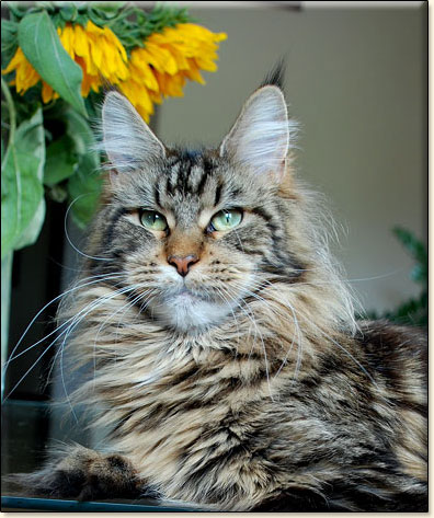 CH Jenera of Villa Park*PL - zdjcie kota Maine Coon