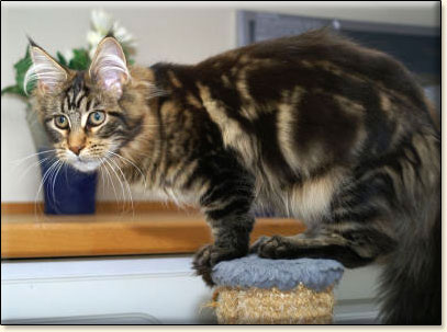 Maine Coon cattery Villa Park*PL