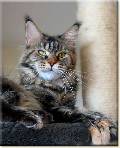 D*Waldemaine Julia of Villa Park*PL - zdjcie kota Maine Coon