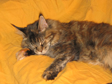 Maine Coon cattery Villa Park*PL