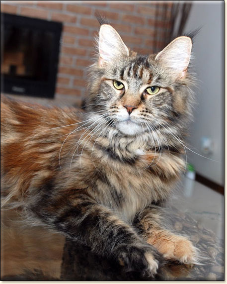 Prada Villa Park*PL - zdjcie kota Maine Coon