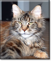 Villa Park*PL maine coon cattery