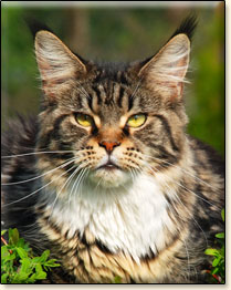 Villa Park*PL maine coon cattery