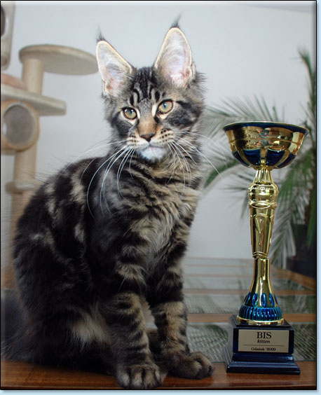 kocita maine coon Villa Park*PL