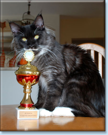 maine coon koty Villa Park*PL