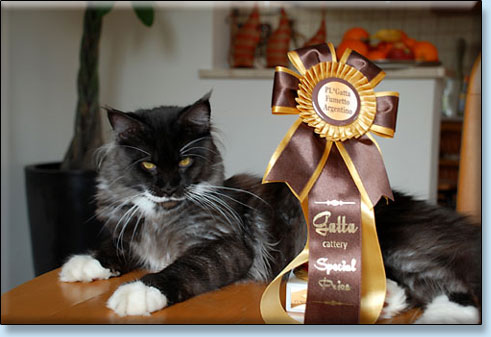 koty maine coon Villa Park*PL