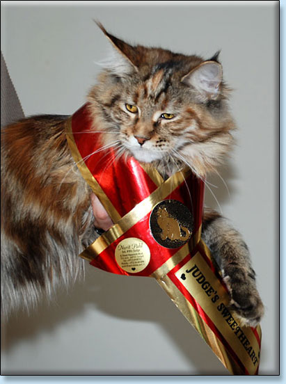 maine coon kocita Villa Park*PL