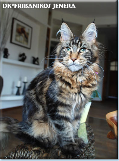 koty maine coon Villa Park*PL
