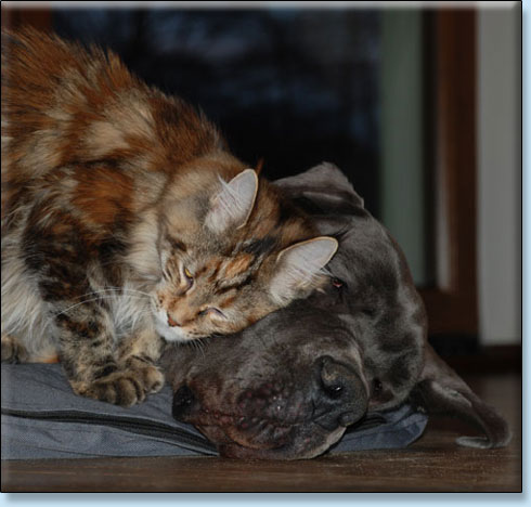 hodowla kotw maine coon Villa Park*PL