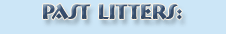 Past litters cats Villa Park*PL cattery