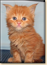 kociaki maine coon hodowla Villa Park*PL