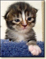 rasowe koty maine coon