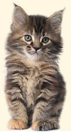 hodowla kotw maine coon Villa Park*PL