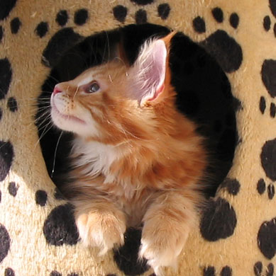 hodowla kotw rasy Maine Coon Villa Park*PL