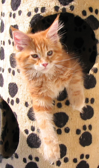 hodowla kotw maine coon Villa Park*PL