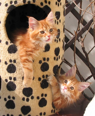 Maine Coon cattery Villa Park*PL