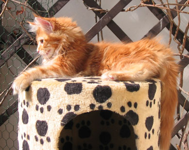 maine coon cattery Villa Park*PL