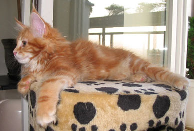 hodowla kotw maine coon Villa Park*PL