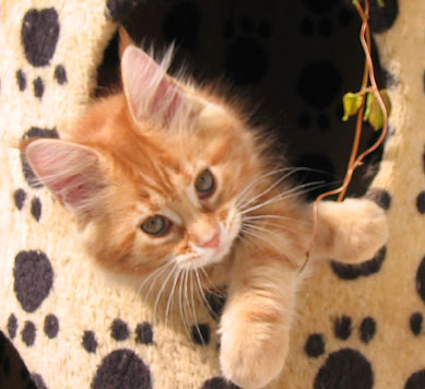 hodowla kotw maine coon Villa Park*PL