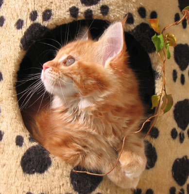 Maine Coon cattery Villa Park*PL