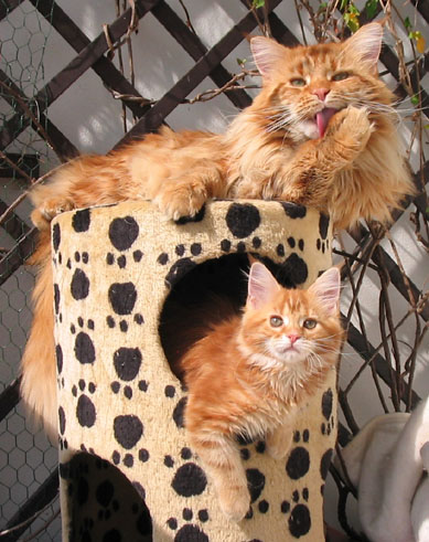maine coon cattery Villa Park*PL