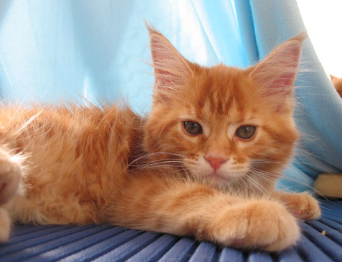 hodowla kotw rasy Maine Coon Villa Park*PL