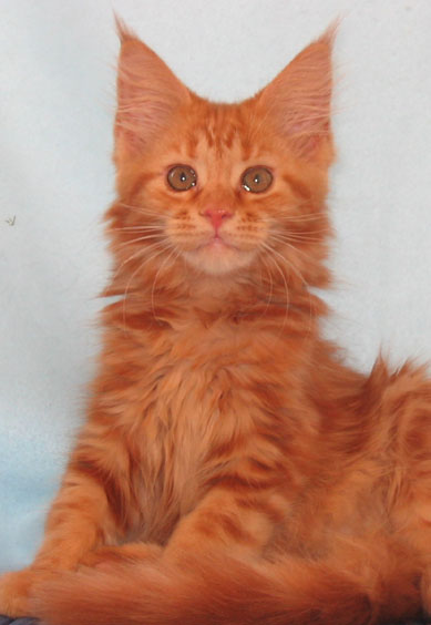 kocita rasy Maine Coon Villa Park*PL