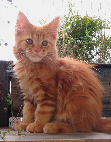 hodowla kotw rasy Maine Coon Villa Park*PL