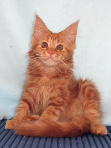 hodowla kotw maine coon Villa Park*PL