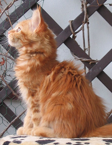 Maine Coon cattery Villa Park*PL