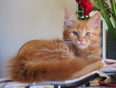 maine coon cattery Villa Park*PL