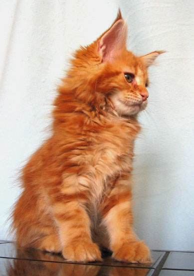 hodowla kotw rasowych maine coon Villa Park*PL