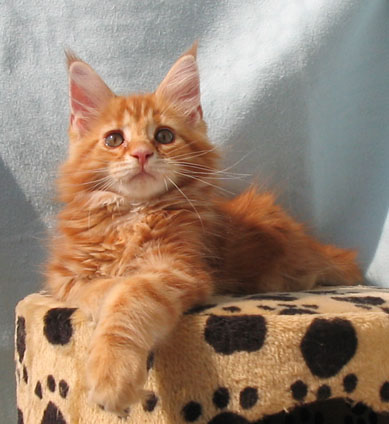 hodowla kotw rasy Maine Coon Villa Park*PL