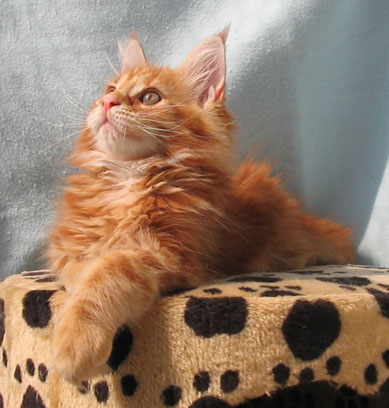 hodowla kotw maine coon Villa Park*PL