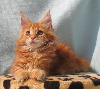 Maine Coon cattery Villa Park*PL