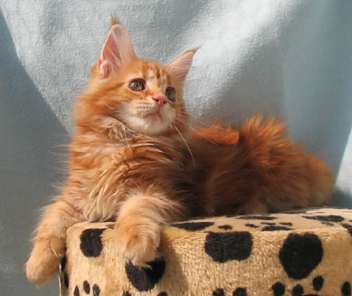 maine coon cattery Villa Park*PL