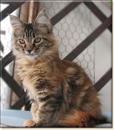 hodowla kotw rasowych maine coon Villa Park*PL