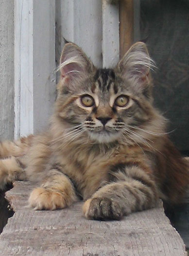 hodowla kotw rasy Maine Coon Villa Park*PL