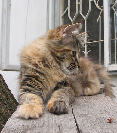 hodowla kotw maine coon Villa Park*PL