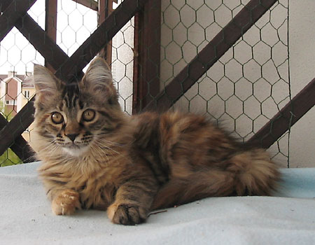 Maine Coon cattery Villa Park*PL