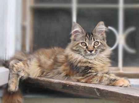 maine coon cattery Villa Park*PL