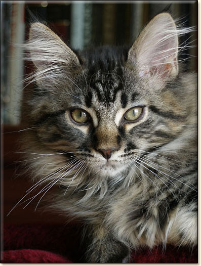 hodowla kotw rasy Maine Coon Villa Park*PL