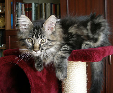 hodowla kotw rasy Maine Coon Villa Park*PL