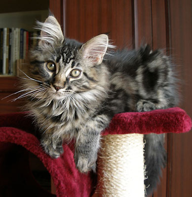 Maine Coon cattery Villa Park*PL