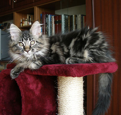 maine coon cattery Villa Park*PL